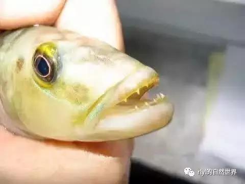 「鱼标本戏说非洲慈鲷」第二章:威严庄重的坦湖酋长——大型炮弹