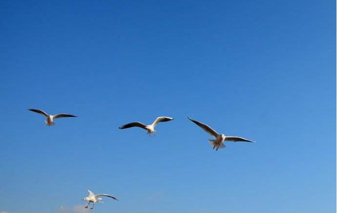 鐓ょ偔鑲＄エ澶ф定鏈熻揣澶ц穼,閫氳揪淇″洖璋冧笁杩為槾閫夎偂鎸囨爣