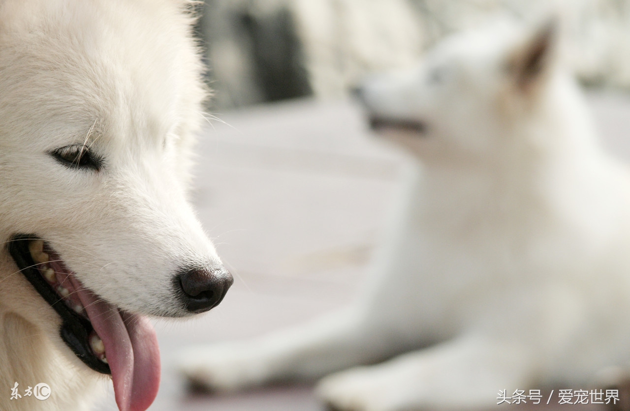 萨摩耶犬性格,萨摩耶长大后性格会温顺吗