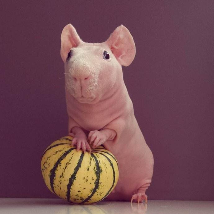 你适合养什么宠物图片大全,你适合养什么小宠物程序