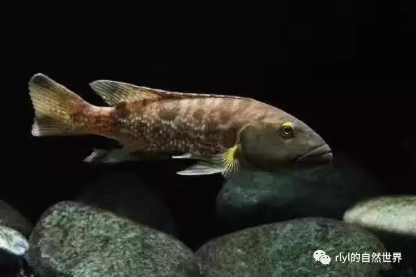 「鱼标本戏说非洲慈鲷」第二章：威严庄重的坦湖酋长——大型炮弹