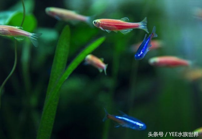 鱼缸过滤用海绵好还是过滤棉好,1.5米鱼缸过滤系统制作教程