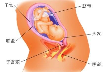 怀孕篇丨孕中期多与腹中宝宝互动，做个快乐准妈妈