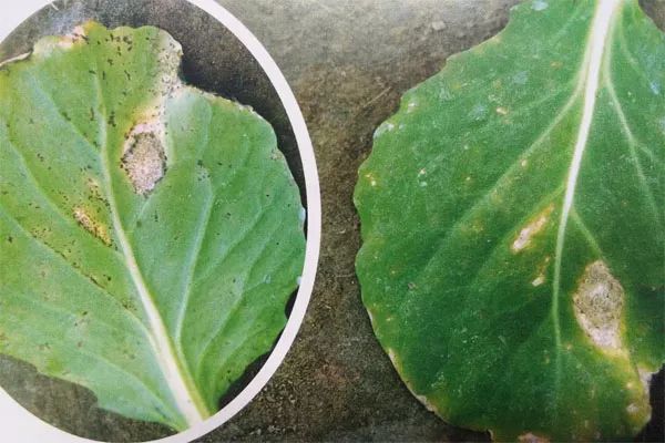 农作物灰霉病怎么防治,作物黑腐病