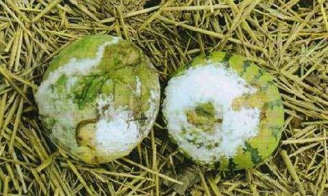 农作物灰霉病怎么防治,作物黑腐病