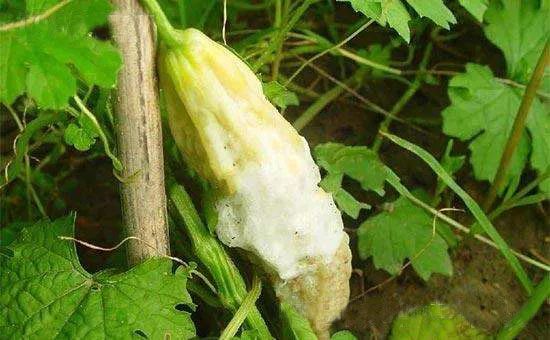 农作物灰霉病怎么防治,作物黑腐病