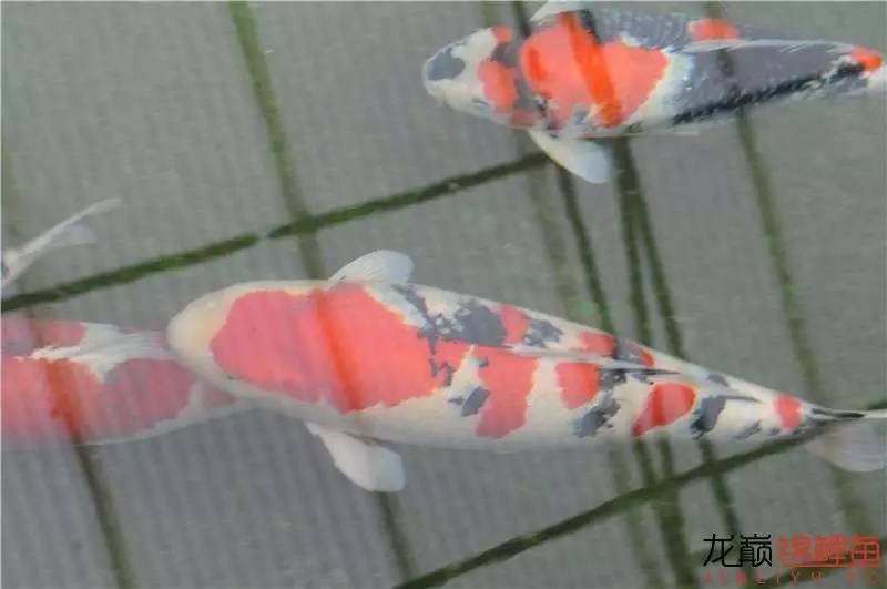 锦鲤可以跟水藻一起养吗,锦鲤池水浑浊养什么