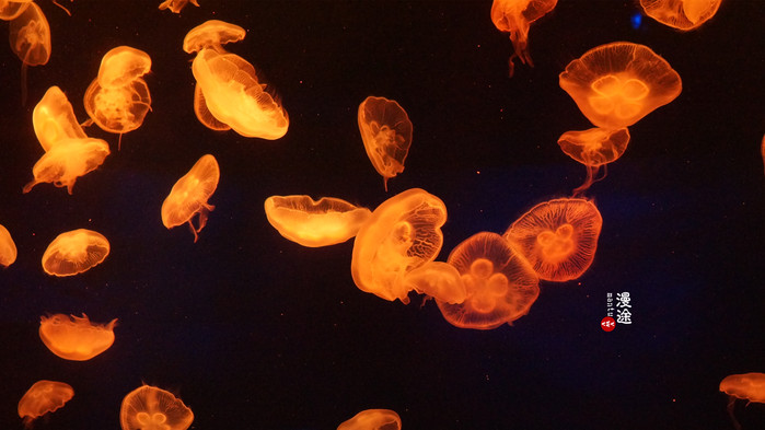 新年广州珠海长隆游记,广州珠海长隆澳门自由行攻略