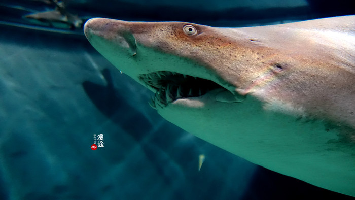 新年广州珠海长隆游记,广州珠海长隆澳门自由行攻略