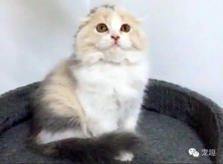 怎么解决猫咪眼睛流脓问题,猫咪经常流泪有眼屎怎么回事