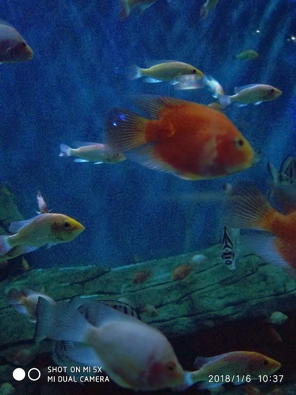 自驾安徽行13天——第一篇开封东京极地海洋馆