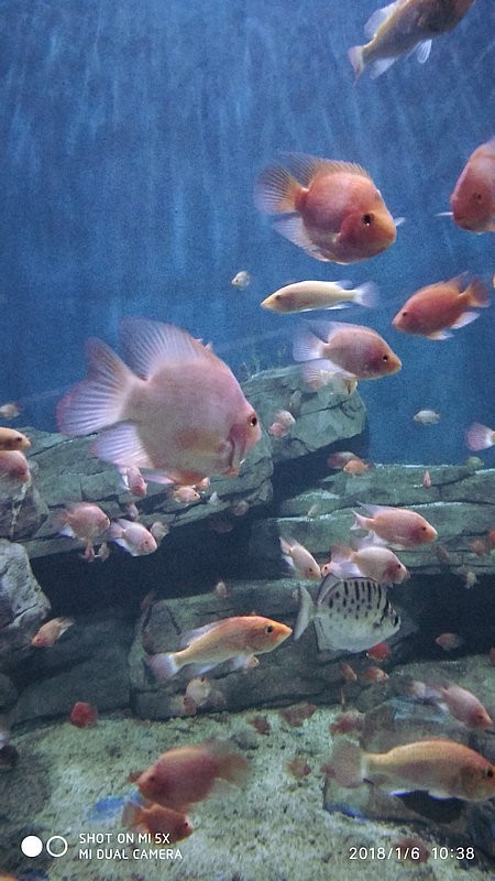 自驾游环游中国路线安徽出发,开封至安徽黄山自驾游攻略