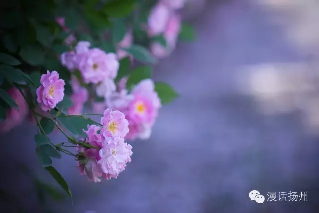 狂风过后蓝天白云天上飘,狂风过后晴空万里