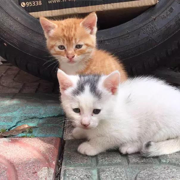 2021年上海领养狗狗,上海领养小动物的地方