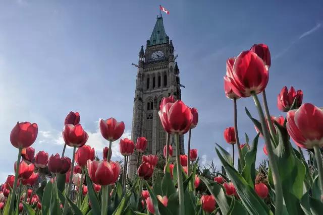 郁金香花节,全世界最大的郁金香