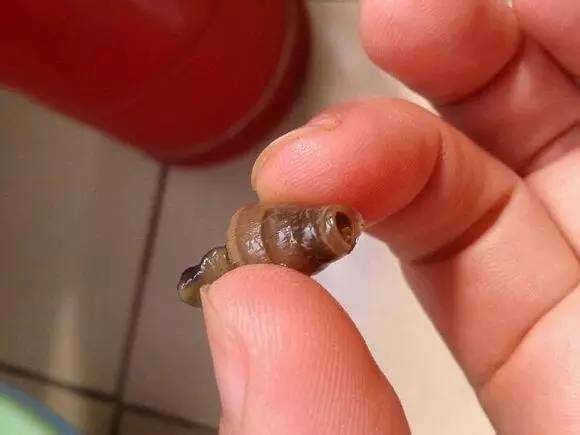 随手捉一只小蜗牛,你认识吗?在小区给孩子上一节博物课吧!