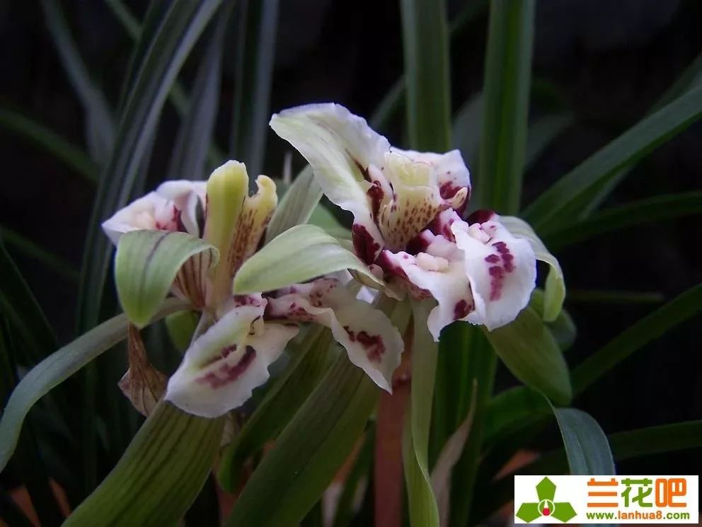 春兰四喜多少钱一盆,春兰四喜蝶优缺点