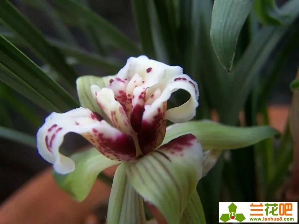 四喜蝶图片春兰,春兰叶蝶图片及价格