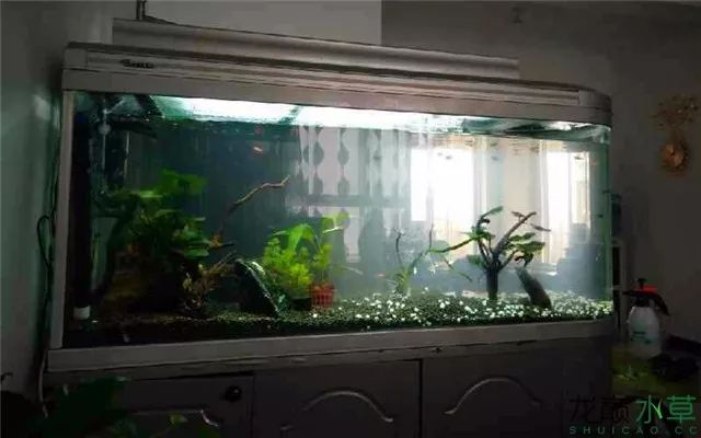 杜鹃根为什么会长菌膜,杜鹃根的菌膜会导致缺氧吗