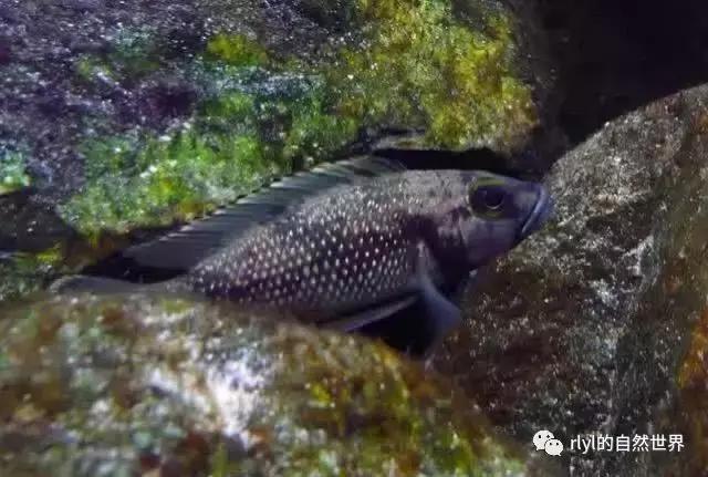 「鱼标本戏说非洲慈鲷」第二章:威严庄重的坦湖酋长——大型炮弹