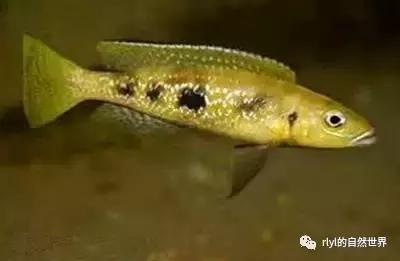 「鱼标本戏说非洲慈鲷」第二章：威严庄重的坦湖酋长——大型炮弹