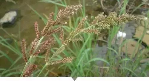 带你看看农村的野花野草,农村常见的野花野草全都认识