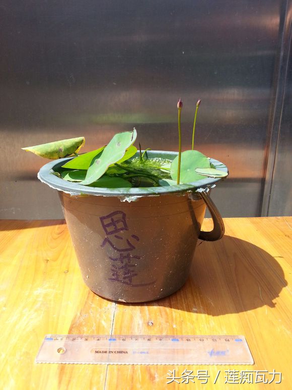 荷花种在桶里再放在缸里,碗莲这种放在碗里就能开花的荷花