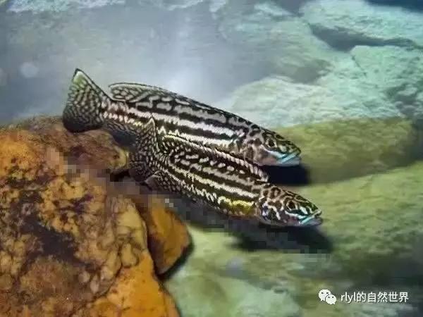 「鱼标本戏说非洲慈鲷」第二章:威严庄重的坦湖酋长——大型炮弹