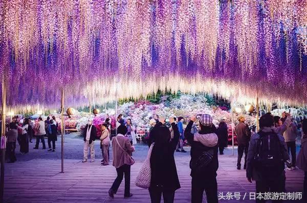 日本浪漫樱花之旅,日本樱花之旅