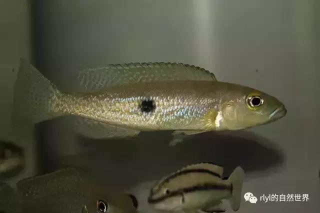 「鱼标本戏说非洲慈鲷」第二章：威严庄重的坦湖酋长——大型炮弹