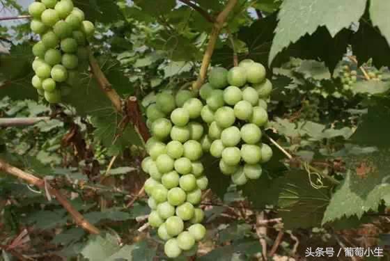 暖棚葡萄一年两熟技术,一年盆栽葡萄的种植技巧和方法