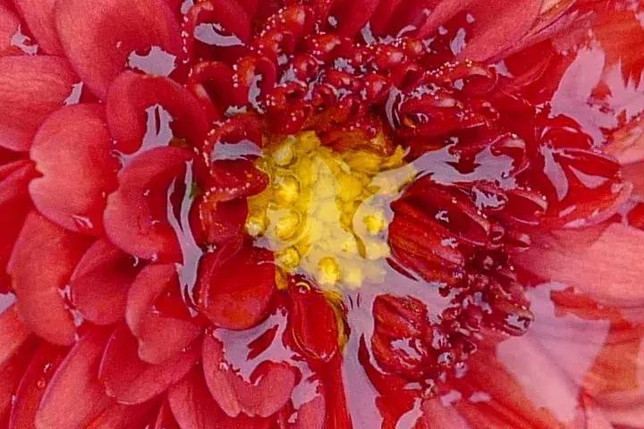 leicacl评测,leicacl