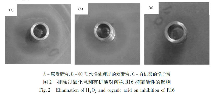 以创新性思维进行产细菌素的饲用乳酸菌的分离与鉴定|微生态前沿