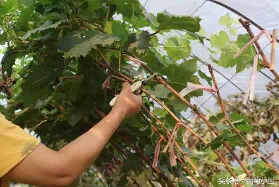 暖棚葡萄一年两熟技术,一年盆栽葡萄的种植技巧和方法
