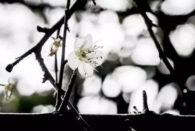 腊八十首经典诗词,赞美腊八饭的诗