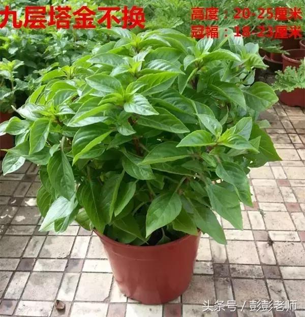 草药小金不换的图片功效与作用,哪地的草药金不换最有功效