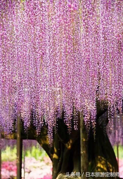 日本浪漫樱花之旅,日本樱花之旅