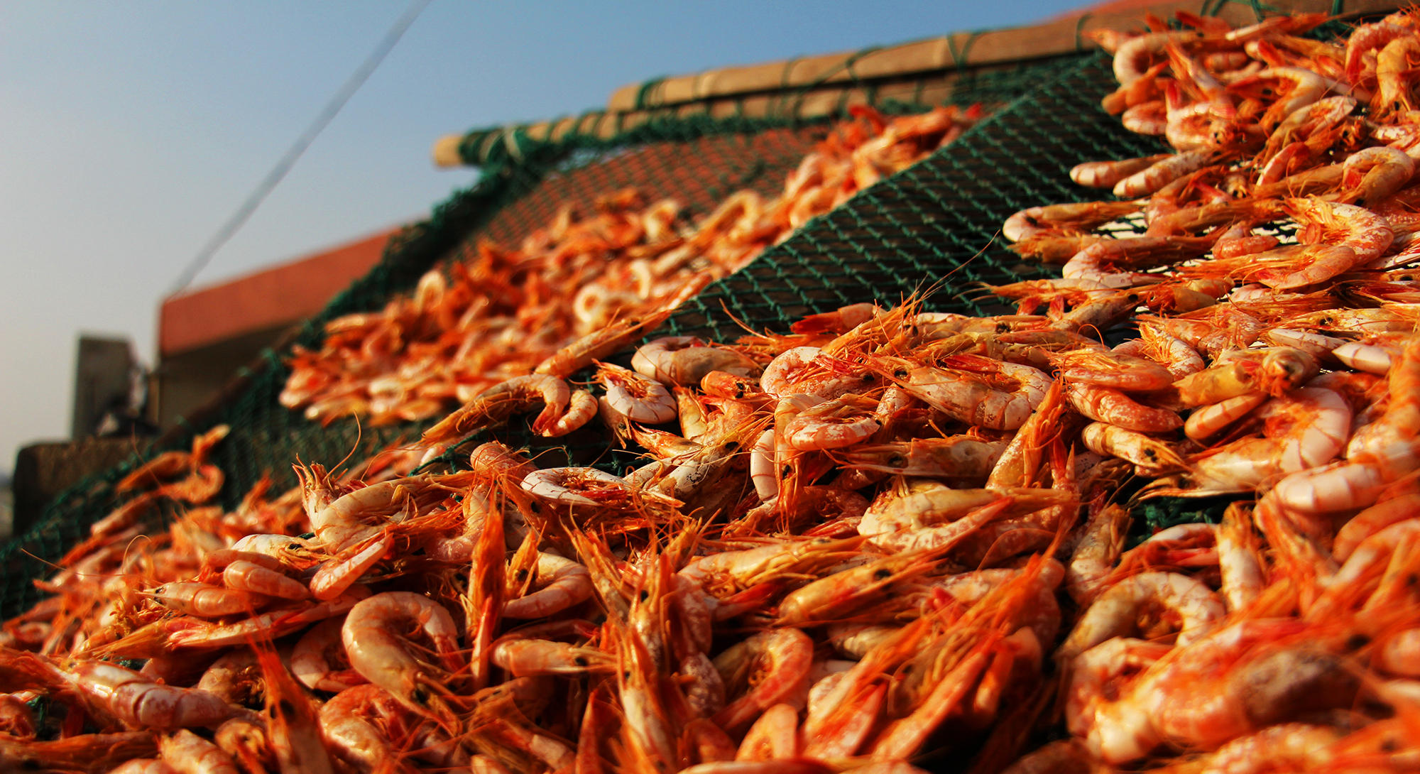 今年第一次钓海鲈鱼,最新钓七星鱼视频