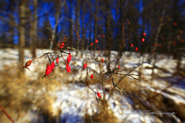 黑河兴安岭中有一个村款待客人方式怎么和蒙古族人一样？