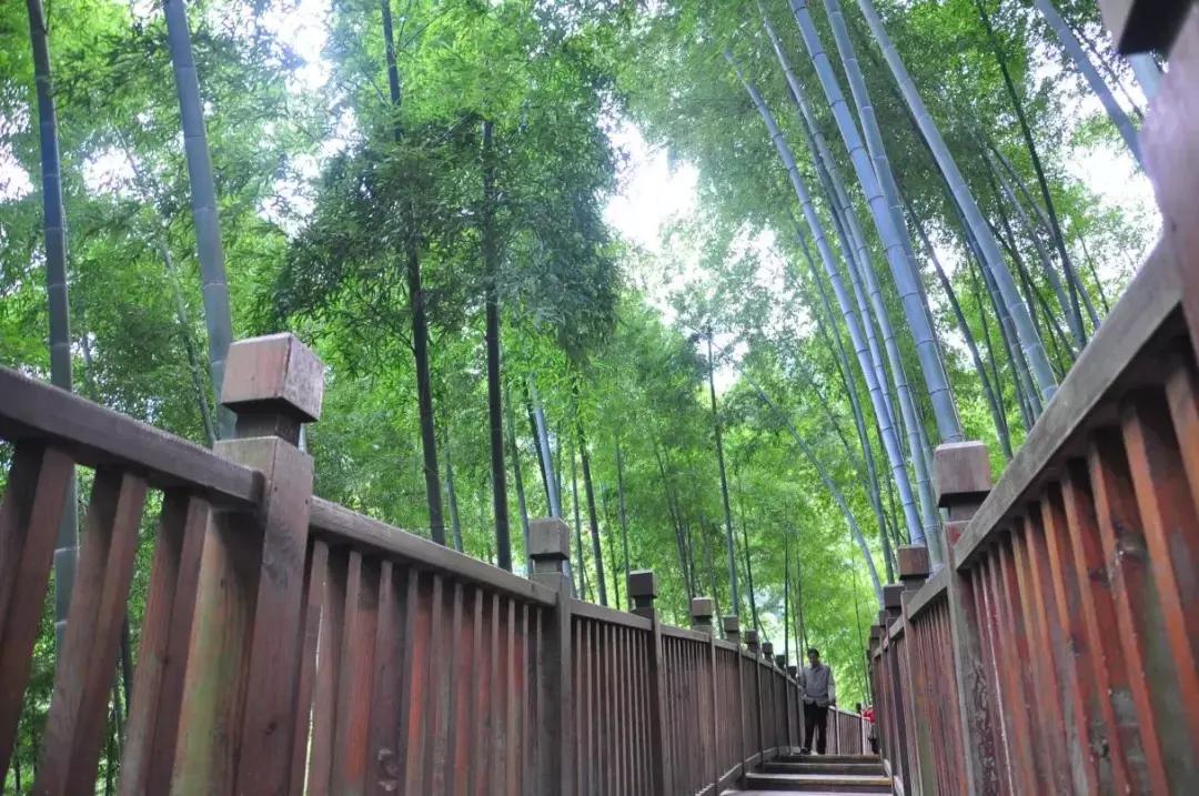 探一探海底世界，访一访竹林人家