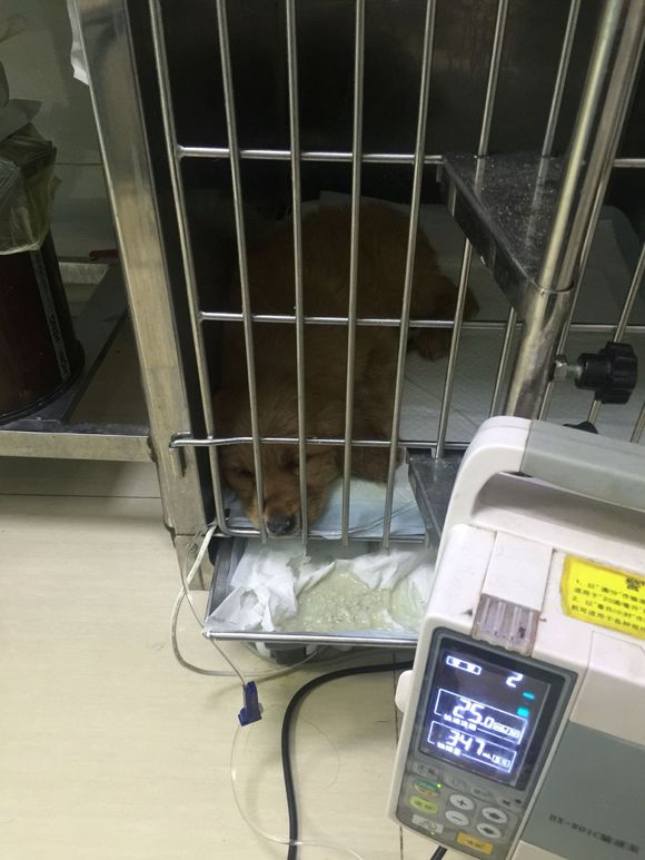 金毛得了细小治愈后还能继续养吗,两个月金毛得了细小冠状该放弃吗