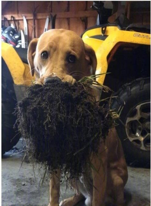 狗狗真好,情多话少——今天来吸吸狗吧~