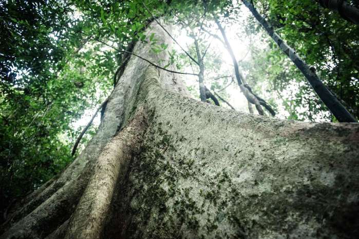 西双版纳最美公园是哪一个,西双版纳最主要景区有哪些