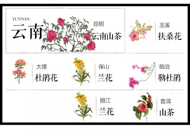 盘点史上最全中国各城市市花,中国各大城市的市花分别是什么