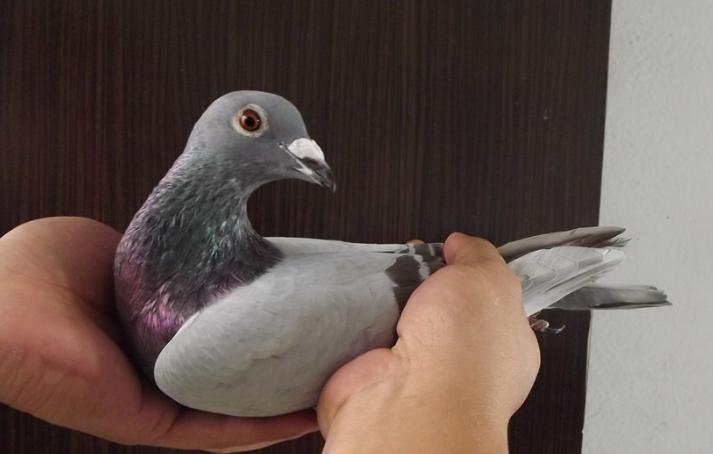 鸽棚一年抓多少只天落鸽,鸽友抓到天落鸟