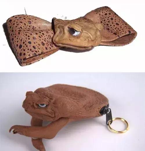 澳洲大量狗舔蟾蜍上瘾,狗狗舔到蟾蜍有没有事