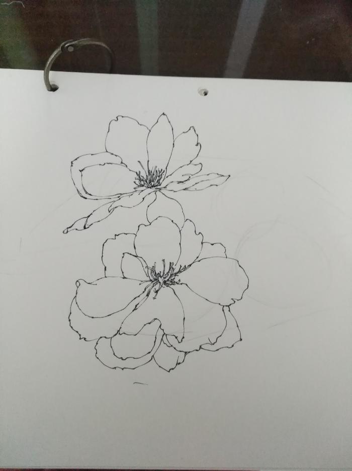 「手绘」河津樱花针管笔稿步骤