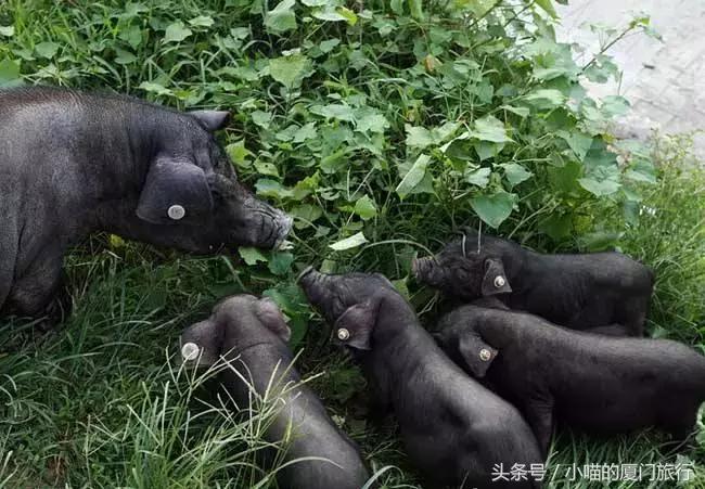 中国最美少数民族村寨,少数民族特色村寨民俗旅游