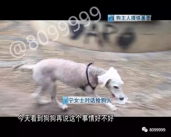 捡到狗不承认不归还犯法吗,捡到名贵犬只抱回家违法吗