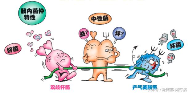 补充肠道益生菌能治糖尿病吗,糖尿病人能吃益生菌治疗便秘